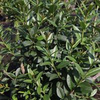 ligustrum vulgare atrovirens large plant 2 x 35 litre potted ligustrum ...