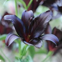 Lily \'Black Jewel\' - 5 Lily bulbs