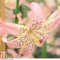 Lily \'Corsage\' - 5 lily bulbs