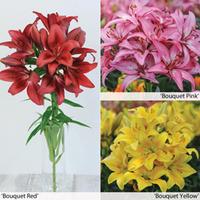 Lily \'T&M Bouquet Collection\' - 12 Lily bulbs - 4 of each variety