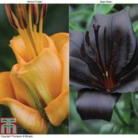 Lily Duo Collection - 10 lily bulbs - 5 each of variety