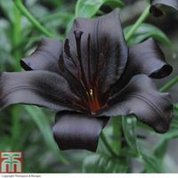 Lily \'Night Rider\' - 5 lily bulbs