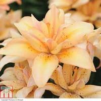 Lily \'Splendid Joy\' - 5 lily bulbs