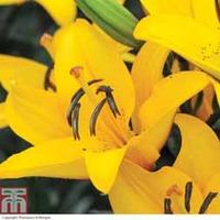 Lily \'Defender Yellow\' - 5 lily bulbs