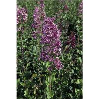 Lilac \'Bloomerang Dark Purple\' (Large Plant) - 2 x 12 litre potted syringa plants