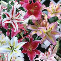 Lily Oriental Bumper Pack - 100 lily bulbs