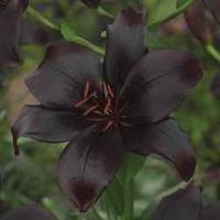 Lily \'Black Charm\' - 5 Lily bulbs