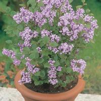 Lilac \'Palibin\' (Large Plant) - 2 x 10 litre potted lilac plants