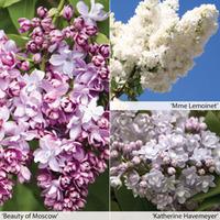 Lilac \'Doubles Collection\' - 3 x 9cm potted syringa plants - 1 of each variety