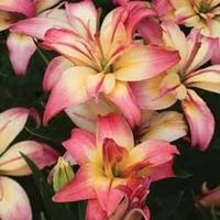 Lily \'Delicate Joy\' - 5 Lily bulbs