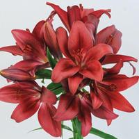 Lily \'T&M Bouquet Red\' - 6 Lily bulbs