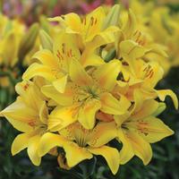 Lily \'T&M Bouquet Yellow\' - 6 Lily bulbs