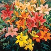 Lily \'Forever Mixed\' - 10 Lily bulbs