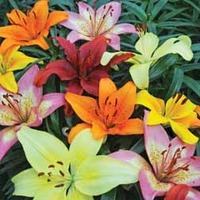 lily joy mixed 20 lily bulbs