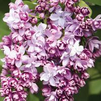 Lilac \'Beauty of Moscow\' - 1 x 9cm potted syringa plant