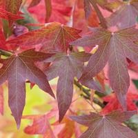 liquidambar styraciflua 2 x 9cm potted liquidambar plants