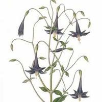 Lisianthius nigrescens - 1 packe...