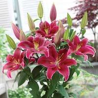 Lily \'Love Story\' - 100 Lily bulbs