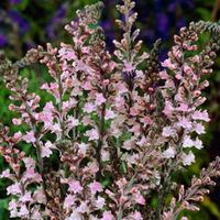 Linaria purpurea \'Cannon J Went\' (Large Plant) - 1 x 1 litre potted linaria plant