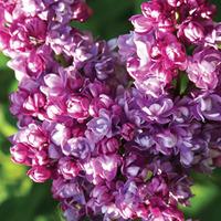 Lilac \'Katherine Havemeyer\' (Large Plant) - 2 x 3.5 litre potted lilac plants
