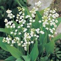 Lily of the Valley (White) - 7 Lily of the Valley pips