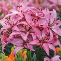 Lily \'T&M Bouquet Pink\' - 6 Lily bulbs