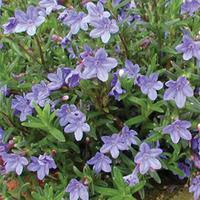 Lithodora diffusa \'Heavenly Blue\' (Large Plant) - 1 x 1 litre potted lithodora plant