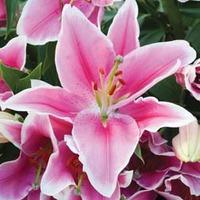 Lily \'Defender Pink\' - 20 Lily bulbs