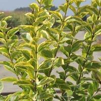 Ligustrum ovalifolium \'Aureum\' (Large Plant) - 1 x 3.5 litre potted ligustrum plant