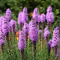 Liatris spicata (Large Plant) - 1 x 2 litre potted liatris plant