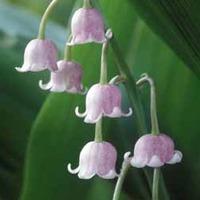 Lily of the Valley (Pink) - 6 Lily of the Valleyplant pips