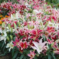 Lily \'Colour Carpet™ Mixture\' - 28 Lily bulbs