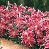 lily dazzler ground cover 14 lily bulbs