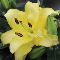 Lily \'Exotic Sun\' - 5 lily bulbs