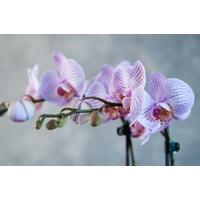 Light Pink Orchid