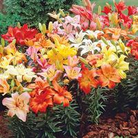 Lily \'Joy Mixed\' - 10 lily bulbs