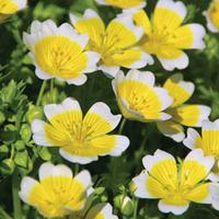 Limnanthes douglasii (Seeds) - 1 packet (100 limnanthes seeds)