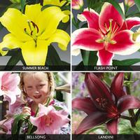 Lily Collection - 20 lily bulbs - 5 of each variety
