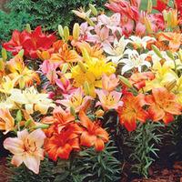 Lily \'Asiatic Mix\' - 50 lily bulbs