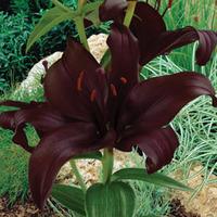 Lily \'Black Pearl\' - 10 lily bulbs