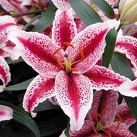 Lily \'Tiger Woods\' - 5 lily bulbs