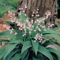 Lily of the Valley \'Pink\' - 6 lily of the valley pips