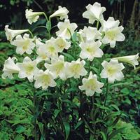 lily trumpet white 20 lily bulbs