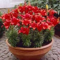 Lily \'Red Carpet\' - 20 lily bulbs