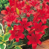 Lily \'Red\' - 20 lily bulbs