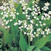 Lily of the Valley \'Bordeaux\' - 10 bare root lily of the valley plants