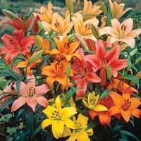 lily forever hardy mix 10 lily bulbs