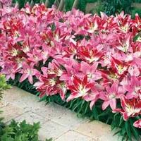 Lily \'Border Collection\' - 20 lily bulbs - 10 of each variety