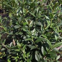 Ligustrum vulgare \'Atrovirens\' (Large Plant) - 1 ligustrum plant in 3.5 litre pot