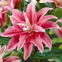 Lily: \'Crystal Tree Lily Cezanne\' - 3 lily bulbs